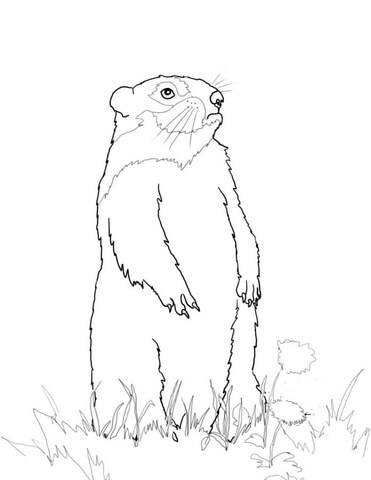 Standing Groundhog Coloring Page